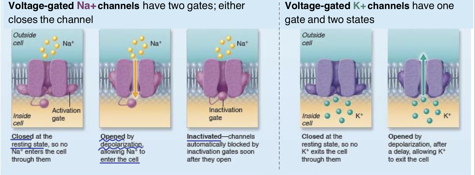 <p>change in voltage allows channel to open, allowing for ions to rush through, down the concentration gradient</p>
