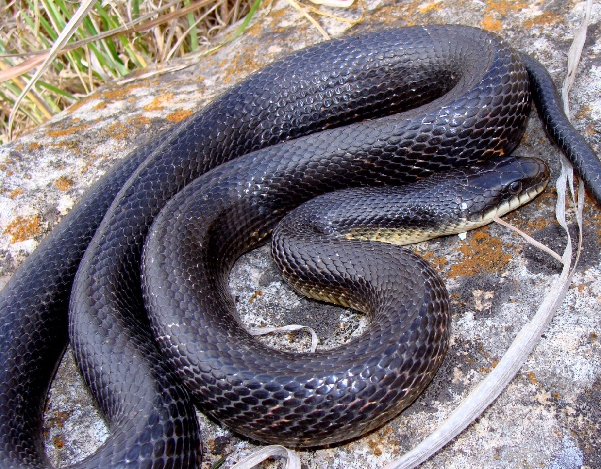 <p>Gray (black) ratsnake</p>
