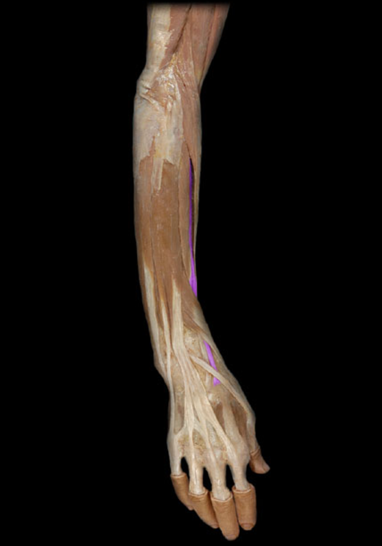 <p>Extensor carpi radialis longus</p>