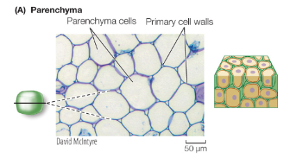 <p>living, storage & metabolism</p>