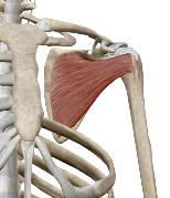 <p>Sub-scapulaire</p>