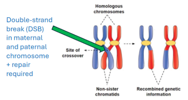 <ul><li><p><span style="background-color: transparent; font-family: "Helvetica Neue", sans-serif;">Occur in maternal and paternal chromosomes</span></p></li><li><p><span style="background-color: transparent; font-family: "Helvetica Neue", sans-serif;">Repair required to restore DNA integrity</span></p></li><li><p><span style="background-color: transparent; font-family: "Helvetica Neue", sans-serif;">Enables crossing over and recombination</span></p></li><li><p><span style="background-color: transparent; font-family: "Helvetica Neue", sans-serif;">Tightly regulated in terms of their timing, location, and frequency to ensure accurate chromosome separation and prevent genome instability</span></p></li></ul><p></p>