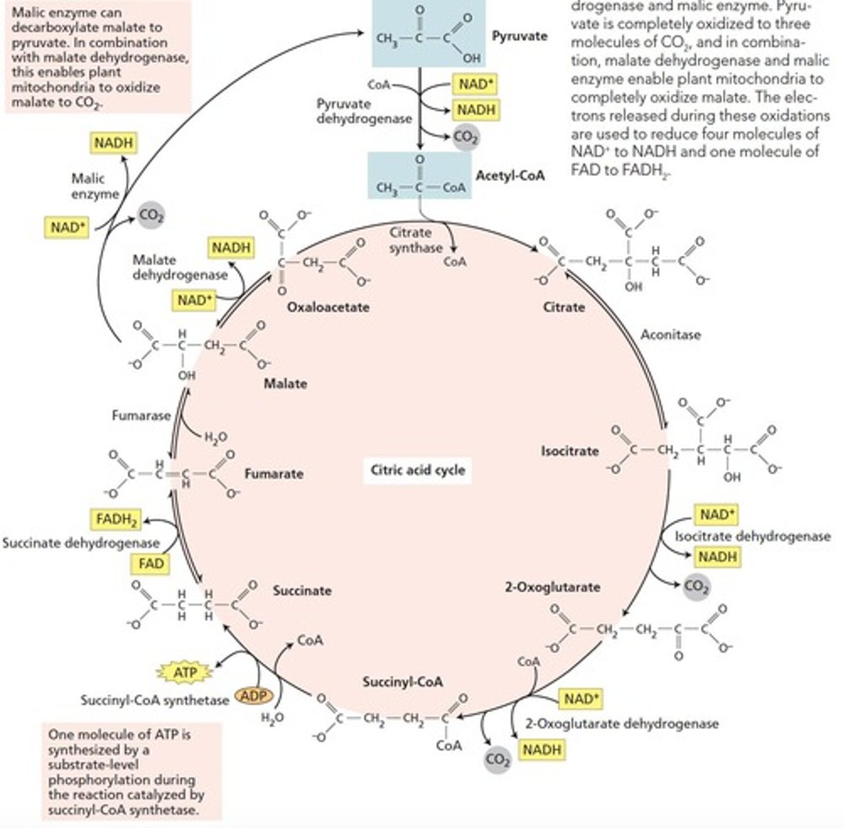 <p>Process using O2 to convert substrates into energy.</p>