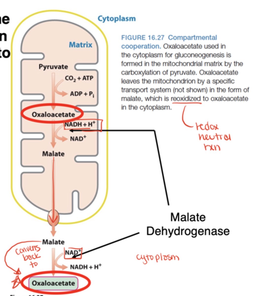 <p>Converted to malate (by malate dehydrogenase), transported out, then reconverted to oxaloacetate</p>
