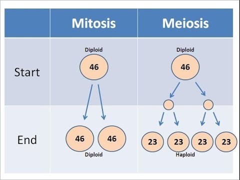 <p><strong>92 <u>HAPLOID </u></strong>cells (23 &amp; 23 &amp; 23 &amp; 23)</p>