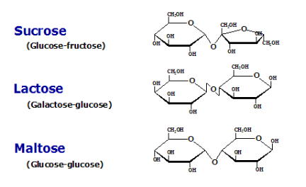 <p>Disaccharides</p>