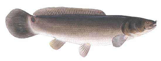 <p>tube nostrils, bowfins</p>