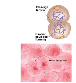 <ul><li><p>The daughter chromosomes have both reaches opposite ends</p></li><li><p>The chromosomes unwind into less visible chromatin</p></li><li><p>The spindle fibres break down</p></li><li><p>Nuclear membranes form around the new sets of chromosomes. </p></li></ul><p></p>