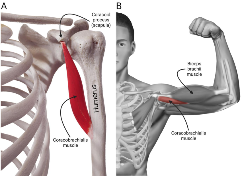 <p>Origin: Coracoid process of scapula Insertion: Medial surface of humerus </p><p>Innervation: Musculocutaneous </p>