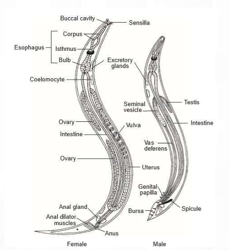 <p>Nematoda</p>
