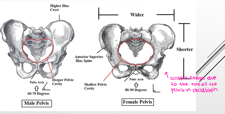 <p>The female pelvis is _______, _________, and ______. This is in stark contrast to the male pelvis, which has a deeper pelvic cavity and is heart shaped. </p>