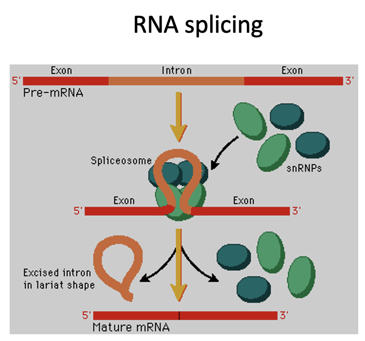 <p>RNA splicing</p>