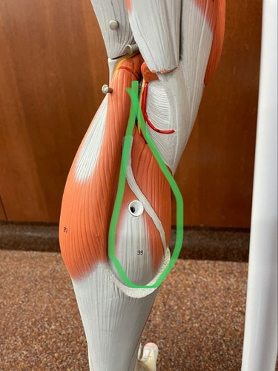 <p>O: tibia; fibula</p><p>I: calcaneus via the calcaneal tendon (achilles tendon)</p><p>A: plantar flexion</p>
