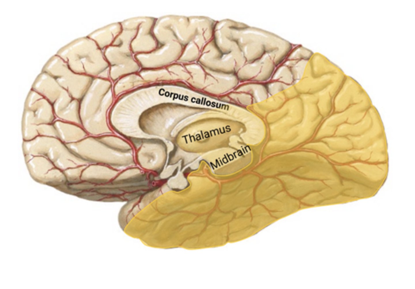<p>Posterior cerebral artery (PCA)</p>