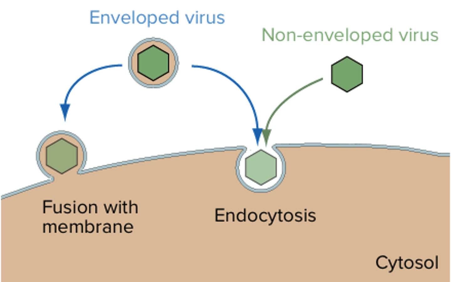 <p>Receptor Mediated Endocytosis entails a virus (usually without an envelope) binding to a receptor, which signals to the host cell to envelope it in the membrane and bring it in via endocytosis.</p><p>Direct Fusion entails a virus with an envelope simply fuses its own envelope with the host cell's membrane. The virus essentially lets itself in.</p>