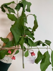 Euonymus europaeus