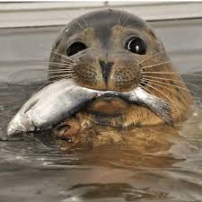 <p>sea lions, seals, and walruses</p>