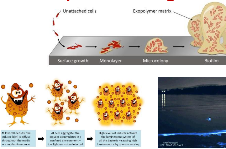 <p>a form of cell-to-cell communication in bacteria where they release chemical signals to coordinate their behavior and gene expression in response to population density. Creates biofilm. These signals, called autoinducers, accumulate in the environment and trigger changes in gene expression once they reach a certain concentration. </p>