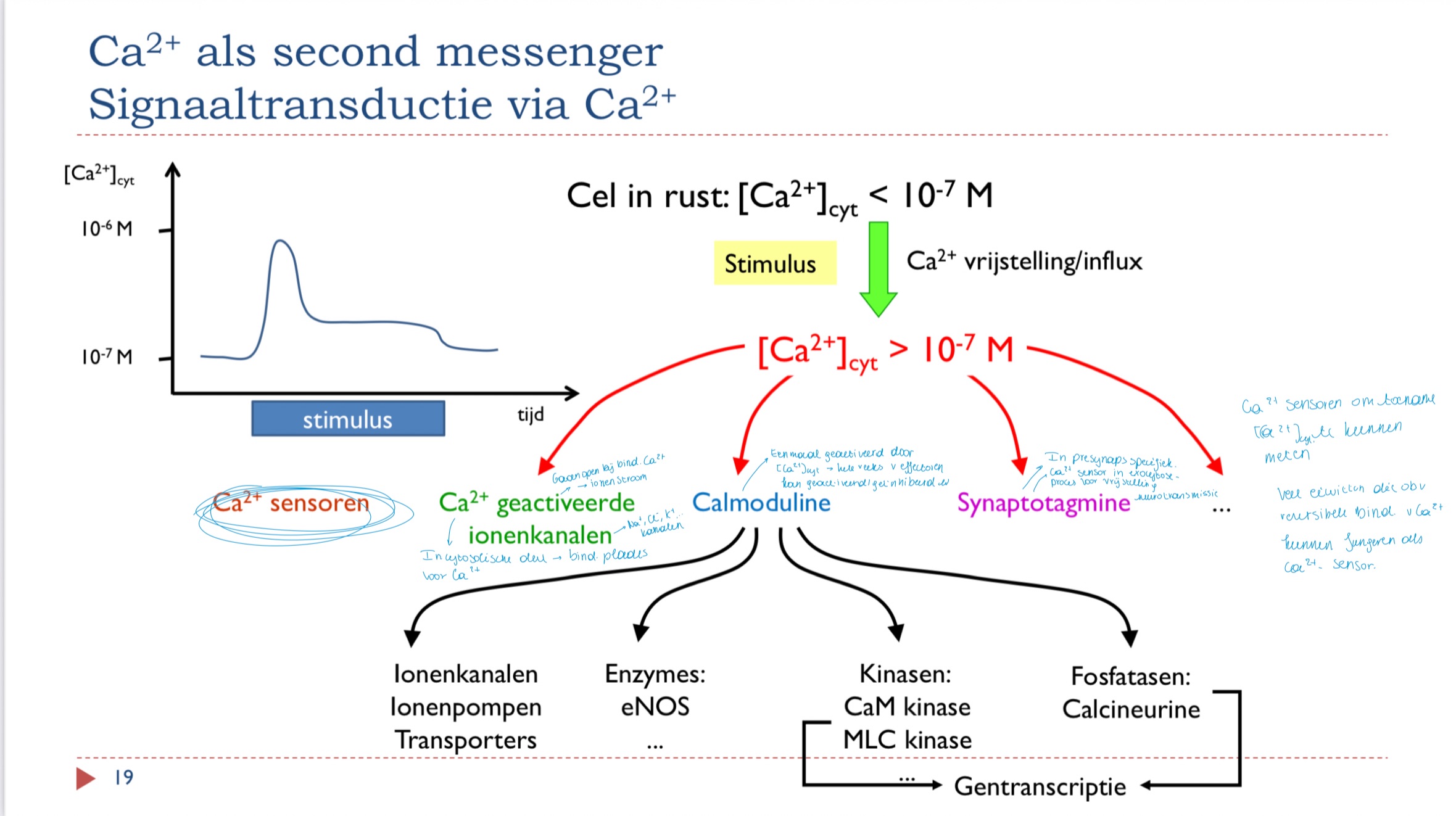 <ul><li><p>Ca2+ geactiveerde ionenkanalen (openen bij binden van Ca2+)</p></li><li><p>Calmoduline </p></li><li><p>synaptotagmine (specifiek in presynaps)</p></li></ul><p></p>