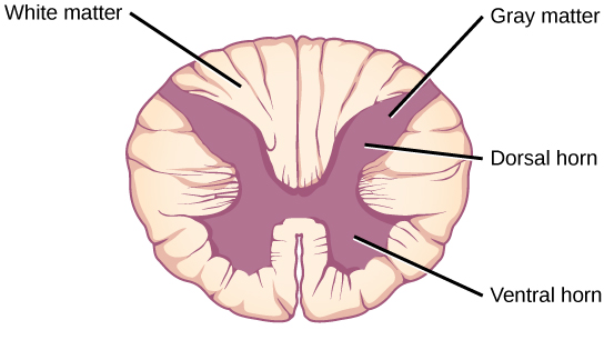 <p></p><ul><li><p>posterior horn: sensory neurons</p></li><li><p>anterior horn: motor neurons</p></li><li><p>lateral horn: sympathetic neurons (thoracic and lumbar vertebrae ONLY!)</p></li></ul><p></p>