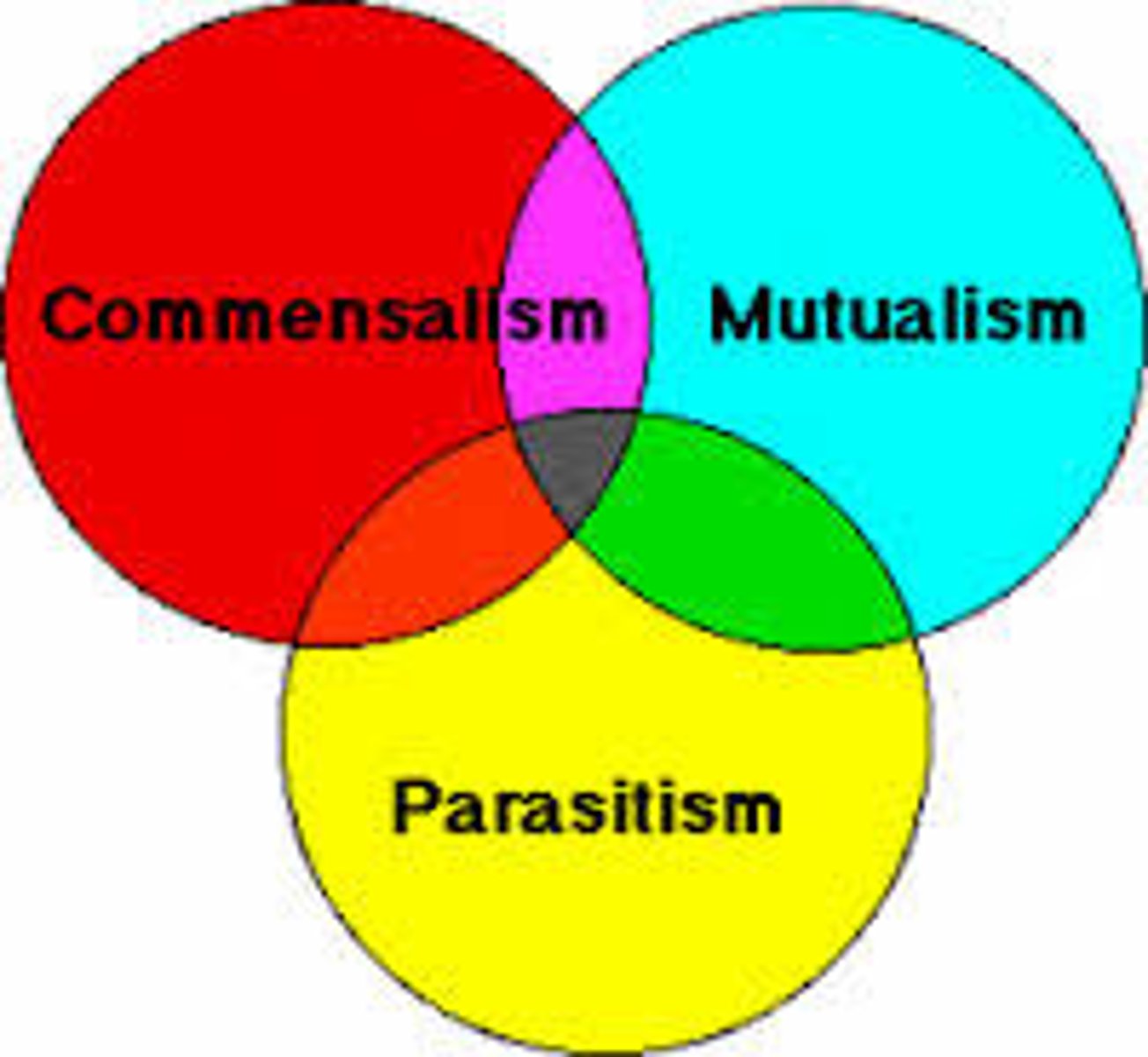 <p>A relationship in which two different organisms live in close association with each other</p>