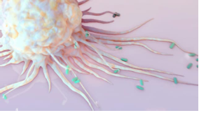 <p>ingest dying cells, microbes, debris, and neutrophils </p><p>they congregate in lymph nodes</p><p>release cytokines may form from <span>granulomas</span> innate immunity.</p>