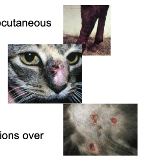 <p>Horses have yellow discharge and subcutaneous edemas </p><p>Cats will have nodular skin lesions on face, tail, limbs </p><p>Dogs will have crusted alopecic lesions over head and trunk </p>