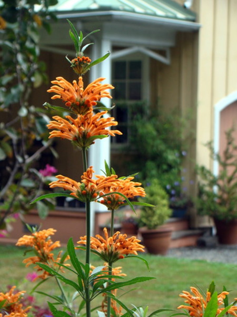 <p>what arrangement is this?</p>