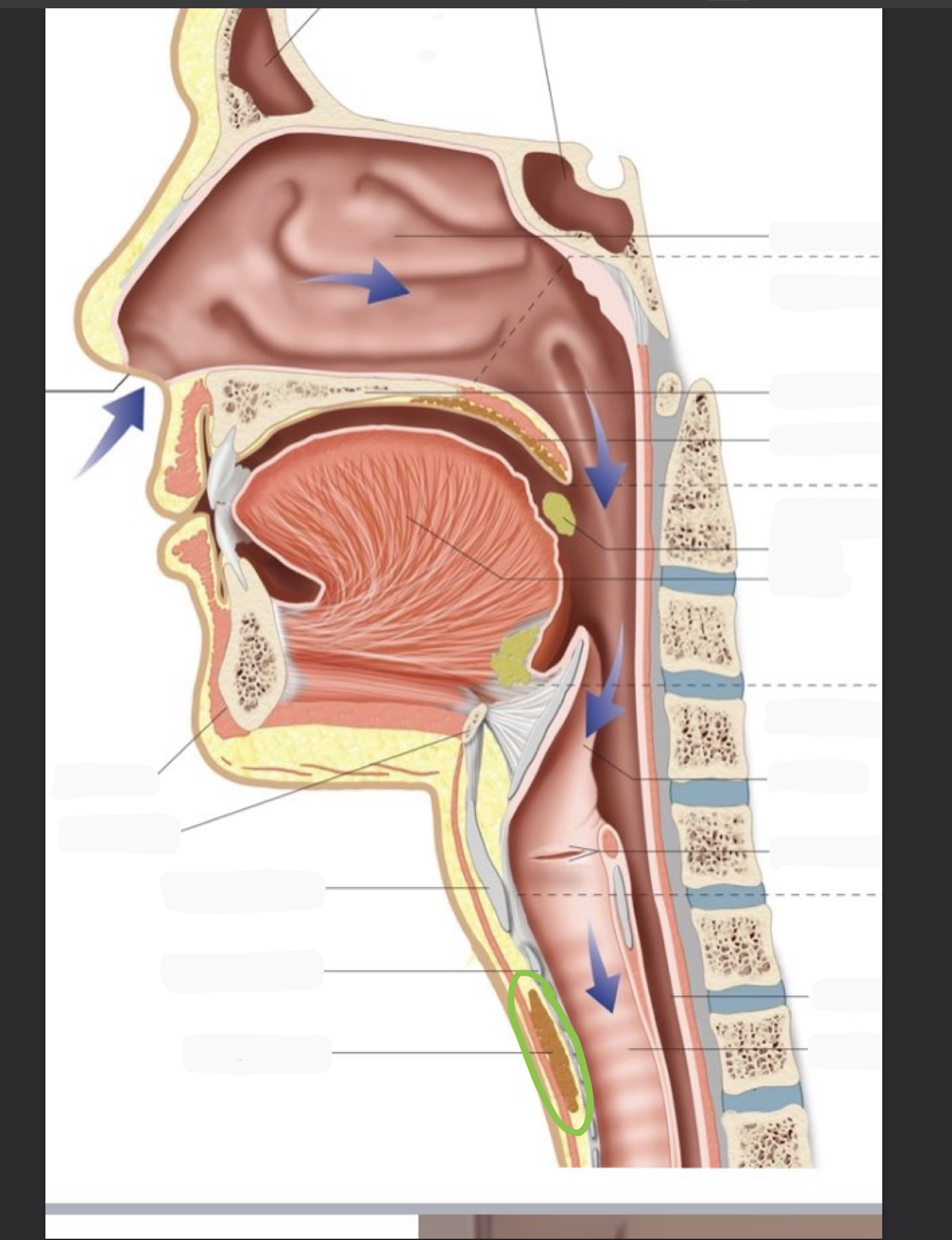 knowt flashcard image