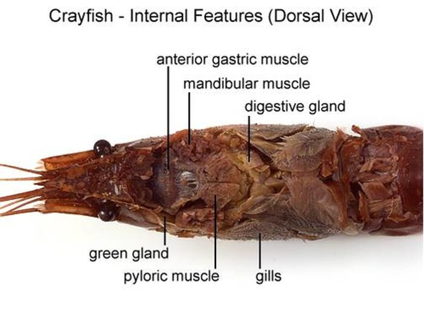 <p>attach from stomach to carapace, help move food</p>