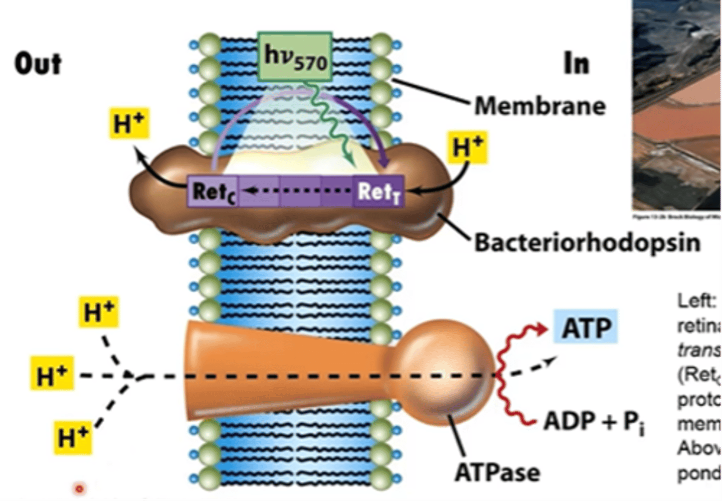 <p>light converts the protonated retinal form of bacteriorhodopson from the trans form (Ret T) to the cis form (Ret c) along with translocation of a proton to the outer surface of the membrane</p><p>- this establishes a PMF</p>