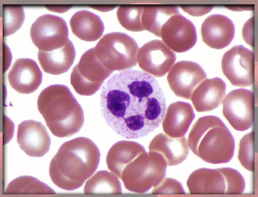 <p>(granulocyte)</p><p>increased in bacterial infections</p><ul><li><p>phagocytosis of bacteria</p></li></ul><p></p>