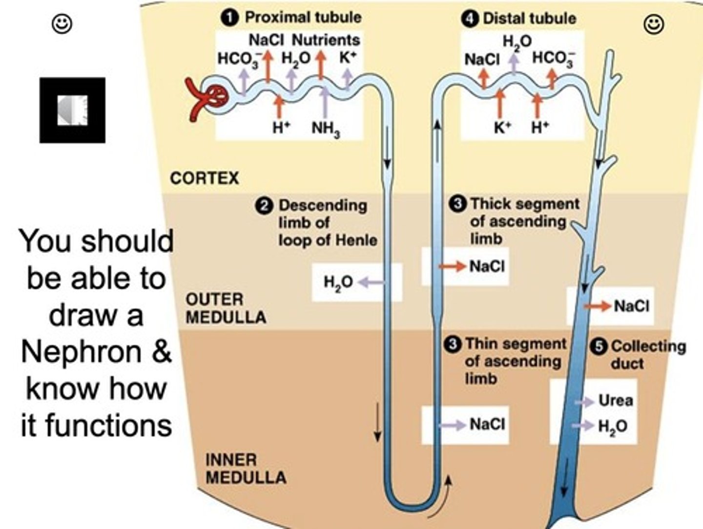 <p>The functional unit of the kidney, with about 1 million in each kidney, filtering blood to form urine.</p>