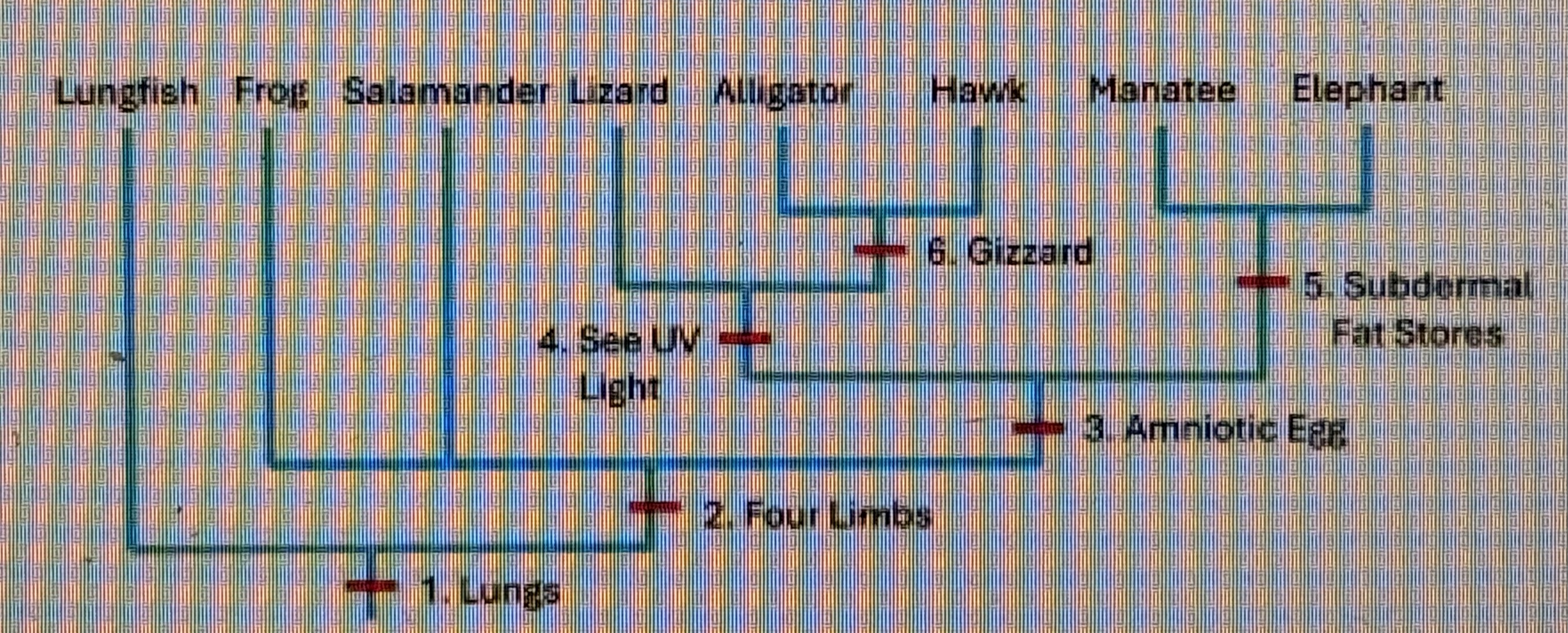 <p>This cladogram above shows proposed phylogenetic relationships for several vertebrates. Selected derived traits are indicted on the cladogram by numbered labels. Based on the information presented, which of the derived traits is shared by alligators and manatees but not salamanders?</p><p>Give your answer as the number label of a character indicated on the cladogram.</p><p>4</p><p>2</p><p>1</p><p>3</p>