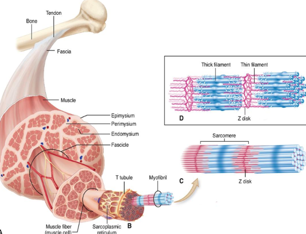 <p>(superficial → deep)</p><ol><li><p>epimysium</p></li><li><p>perimysium</p></li><li><p>endomysium</p></li><li><p>muscle fibre</p></li><li><p>sarcolemma</p></li><li><p>sarcoplasmic reticulum</p></li><li><p>myofibrils → sarcomeres</p></li><li><p>actin/myosin</p></li></ol><p></p>
