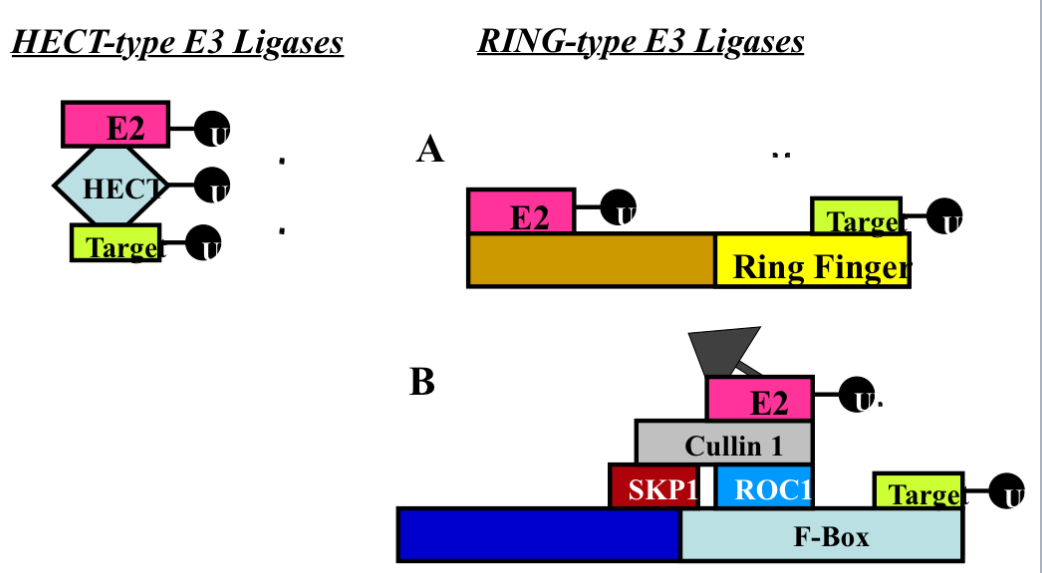 <ul><li><p><span>target ends up with ubiquitin&nbsp;</span></p></li><li><p><span>HECT summary&nbsp;</span></p><ul><li><p><span>Ub goes from E2 → HECT → Target protein&nbsp;</span></p></li></ul></li><li><p><span>RING summary&nbsp;</span></p><ul><li><p><span>RING domain acts with target protein&nbsp;</span></p></li><li><p><span>Rest of the protein interact with E2&nbsp;</span></p></li><li><p><span>Ub goes form E2 directly to the target and NVEVERR interacts with the E3 (RING protein)</span></p></li></ul></li><li><p><span>F-BOX summary</span></p><ul><li><p><span>Instead of a single protein there are multiple protein that do the same job&nbsp;</span></p></li><li><p><span>F-Box gives specificity&nbsp;</span></p></li><li><p><span>Most our E3 ligases are in the form of the F-Box protein&nbsp;</span></p></li></ul></li><li><p><span>Gaol = target protein has at least 1 if not more Ub attached to it&nbsp;</span></p></li></ul><p></p>