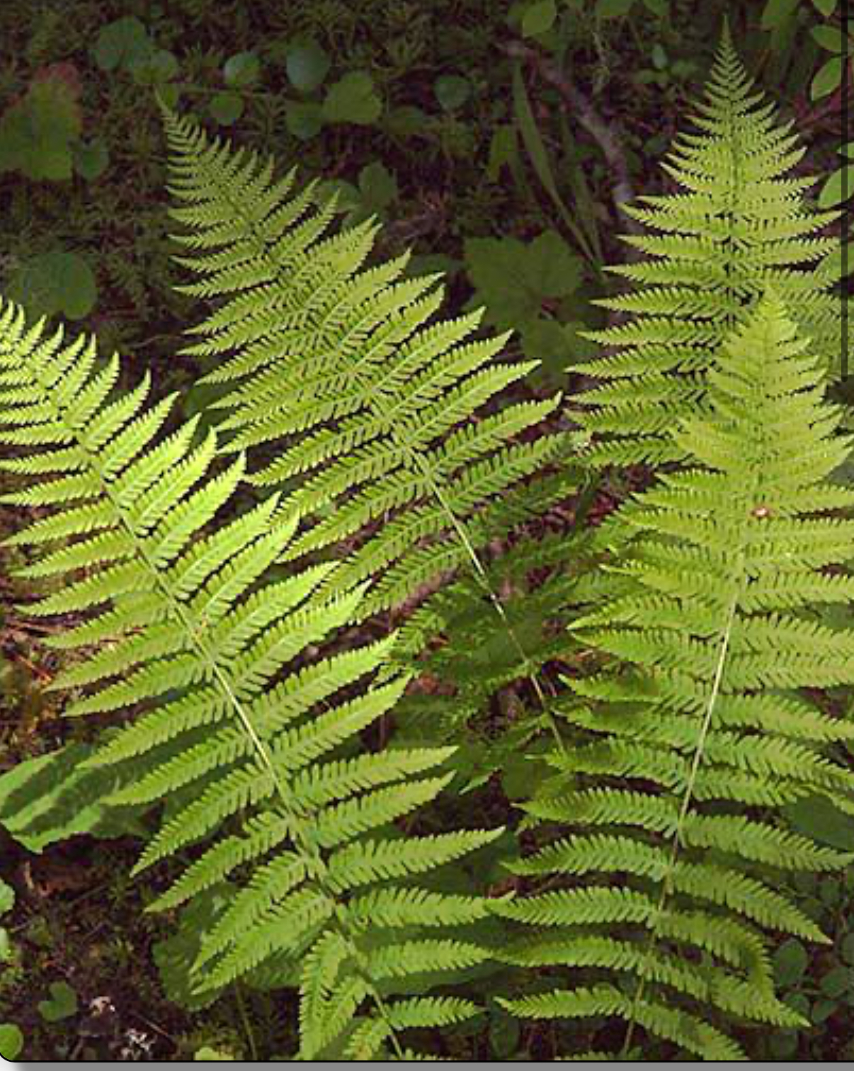 <p>Sierra marsh fern</p>