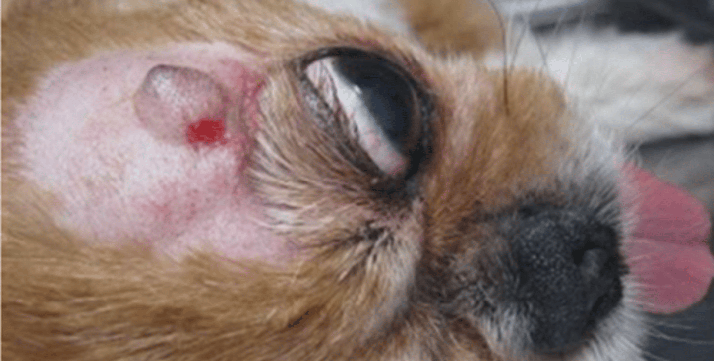 <p>¿lesión?</p><p>¿primaria o secundaria?</p>