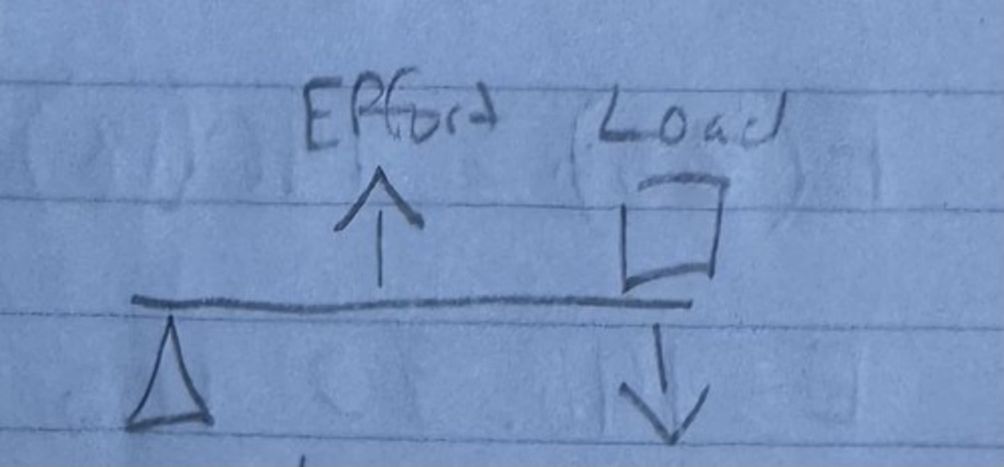 <p>The effort is between the fulcrum and load</p><p>(Amplifies Distance), ex. bicep contracting and lifting a dumbell (load) in you hand</p>