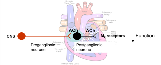 <p>Postganglionic nerves release ACh which acts at M2 muscarinic receptors to decrease heart function </p><p>Sinoatrial node (pacemaker) - decreases heart rate (bradycardia)</p><p>Atrial muscle - decreases contractility (force and duration of contraction)</p><p>Atrioventricular node (conducts electrical impulses) - decreases rate of conduction</p><p>(Cardiac arrest - atropine (muscarinic antagonist) used for resuscitation) </p>
