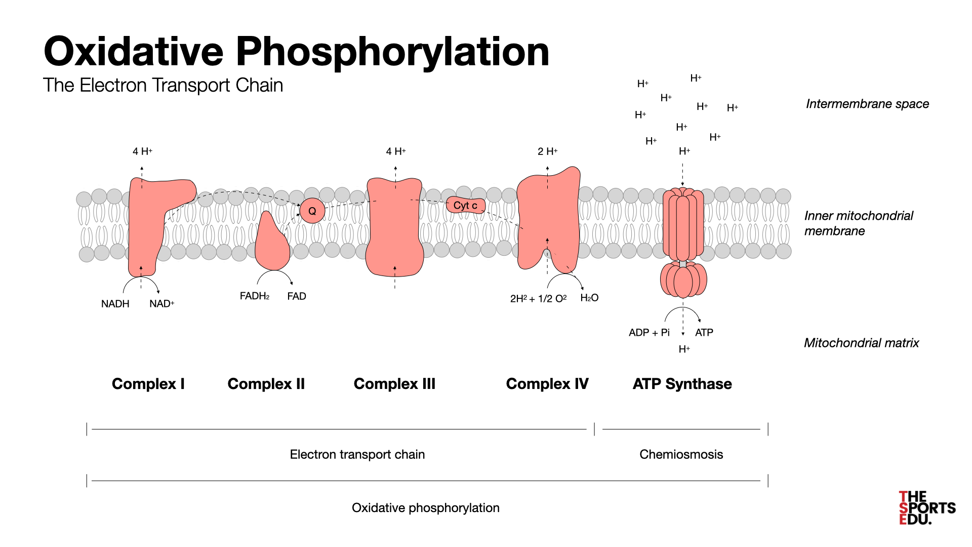 <p>The production of ATP using the process of chemiosmosis in the presence of oxygen (the electron acceptor).</p>