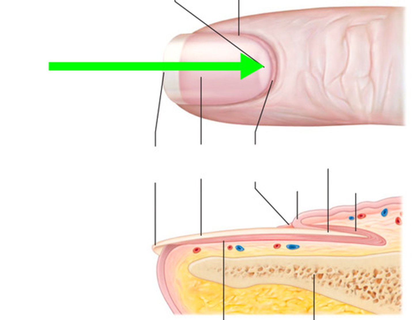 <p>an opaque white crescent at proximal end of nail</p>