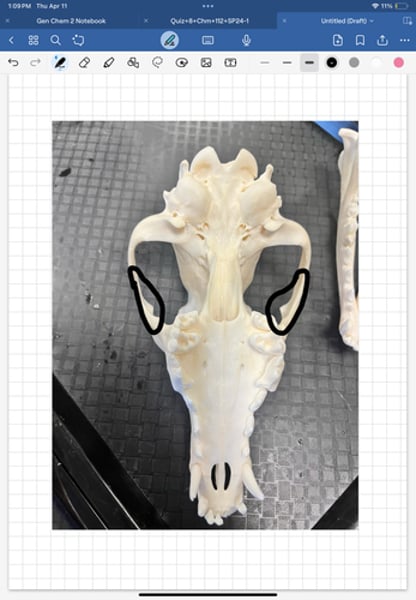 knowt flashcard image