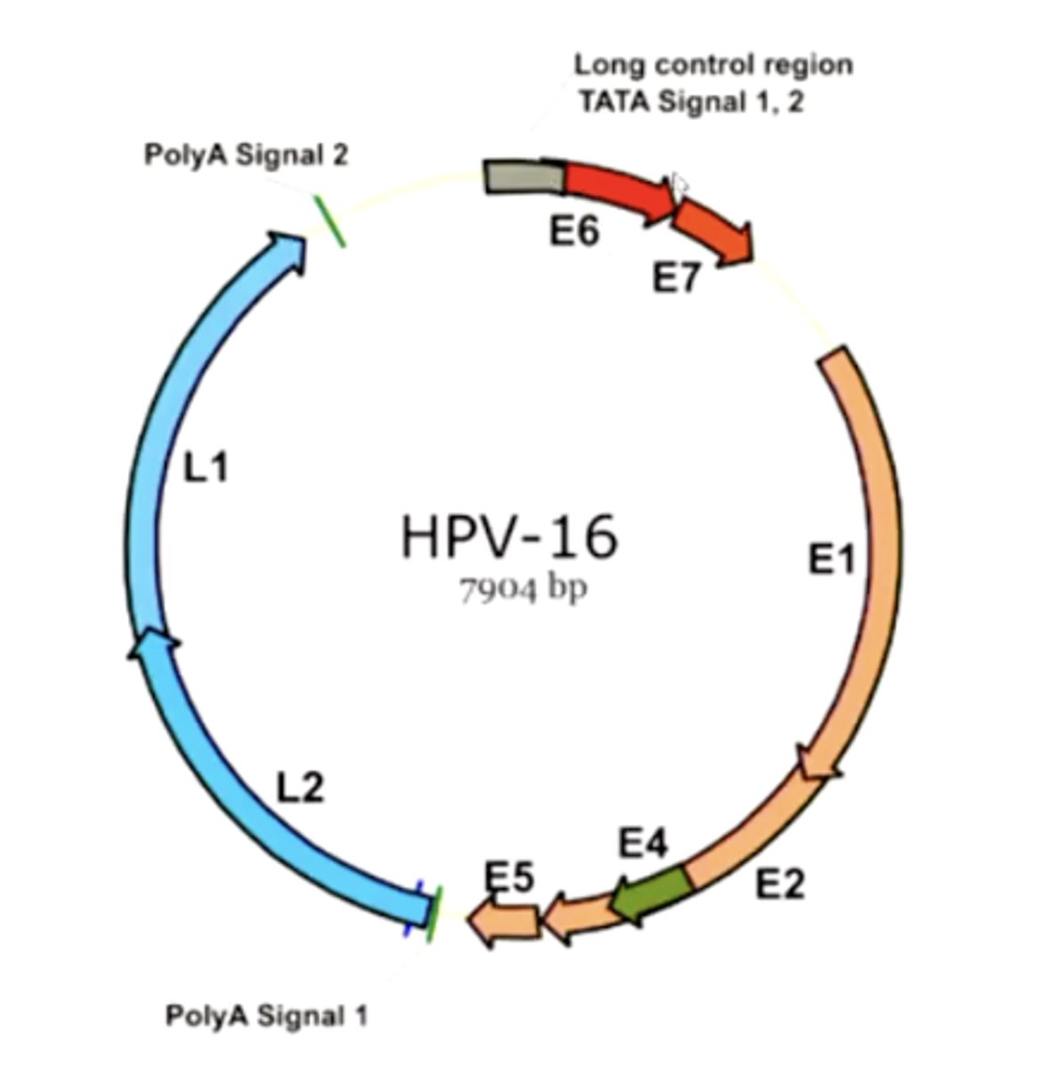 <p>E6 and E7</p><p>this area would make them malignant if they were strains 16 or 18</p>