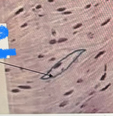 <p>What tissue is this?</p>