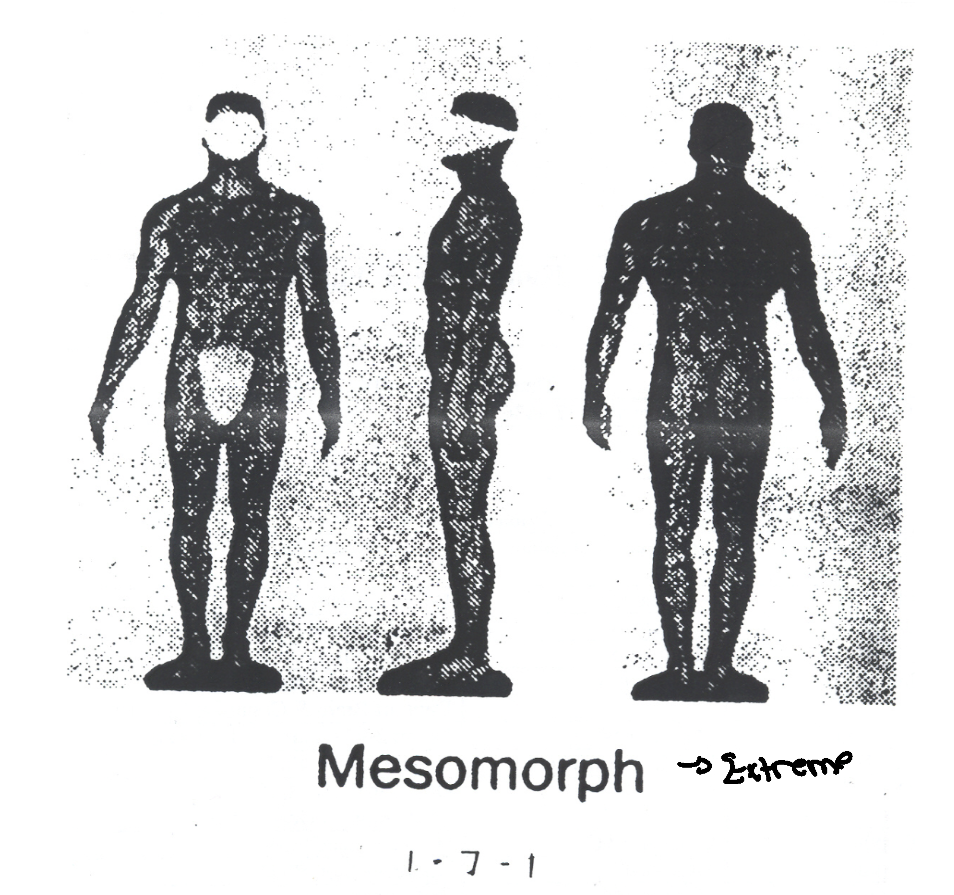 <p>What characteristics did Sheldon give mesomorphs(muscular)?</p>