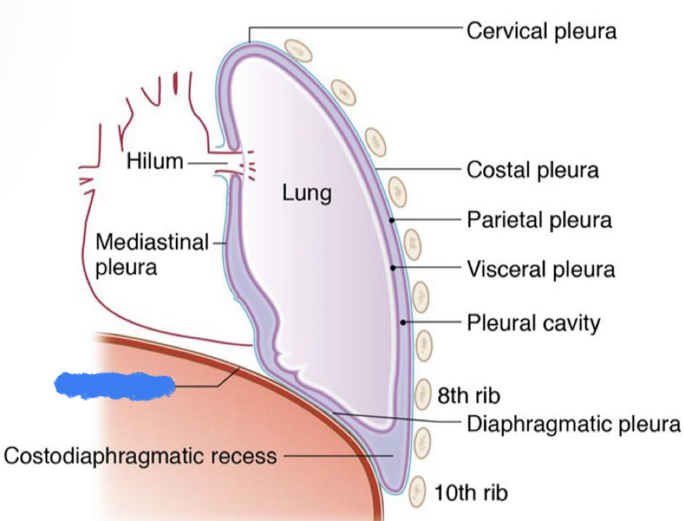 What structure is highlighted in blue?