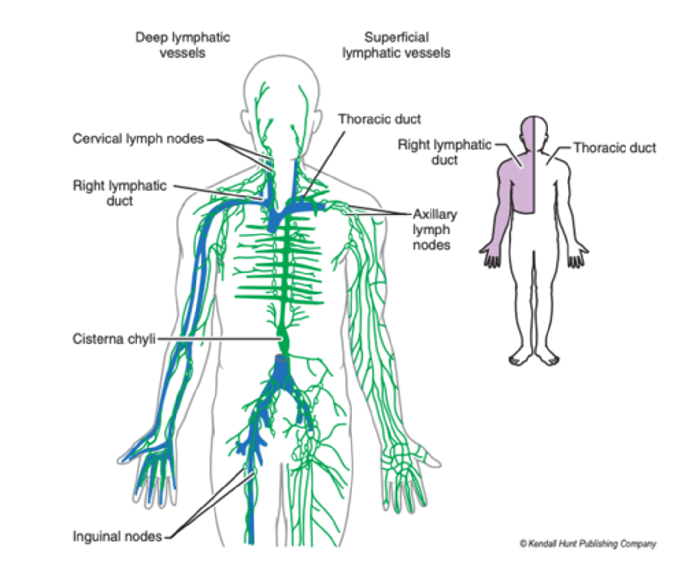 <p>the right half of the head, neck, chest, and right upper limb</p>