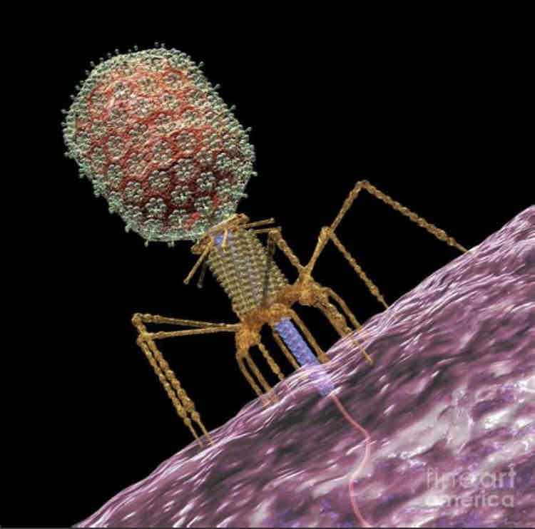 <p>Describe a complex virus</p>