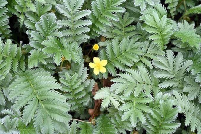 <p>Silverweed</p>